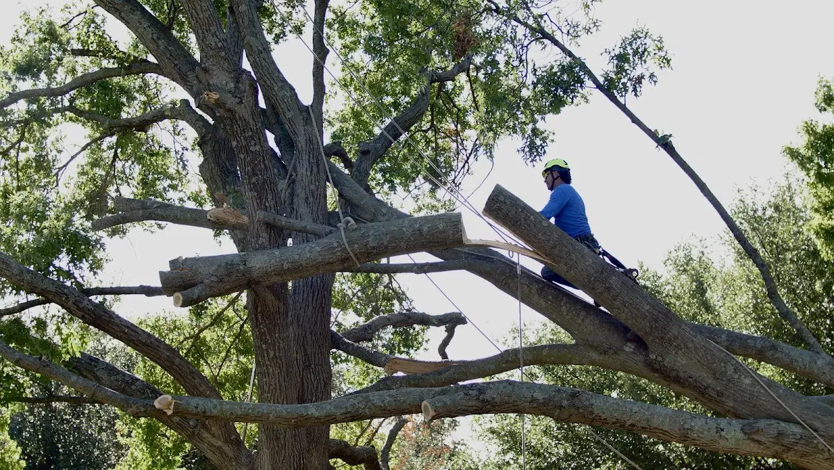 Professional Crown Thinning performed by certified arborists in Cheshire